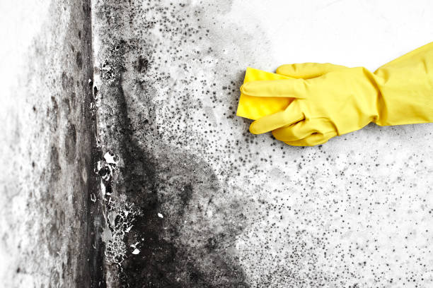 Why You Should Choose Our Mold Remediation Services in Argyle, TX